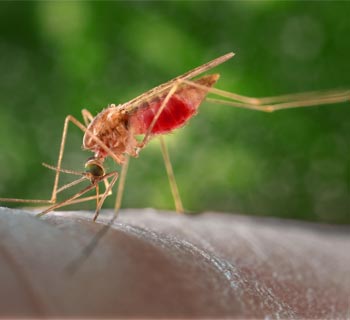 Foto: CDC/ James Gathany